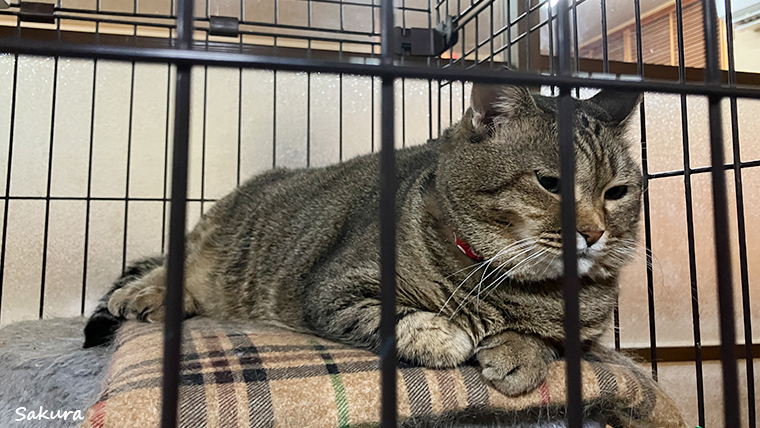 「湯之谷山荘」看板ネコのつばきちゃん